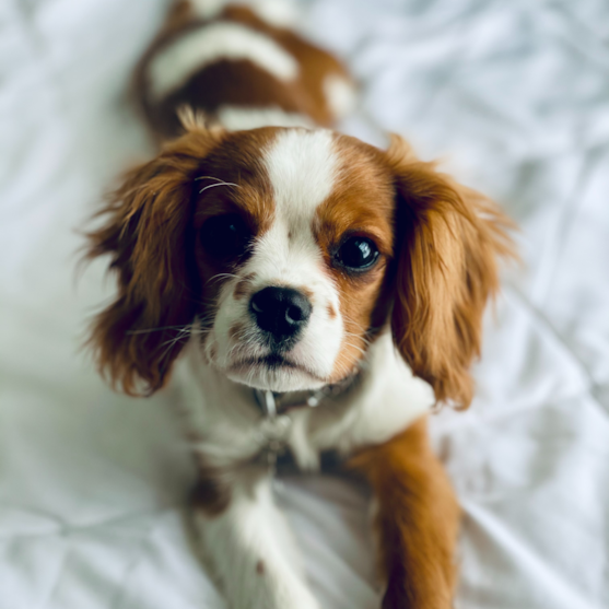 Cavalier King Charles Spaniel Puppy For Sale - Simply Southern Pups